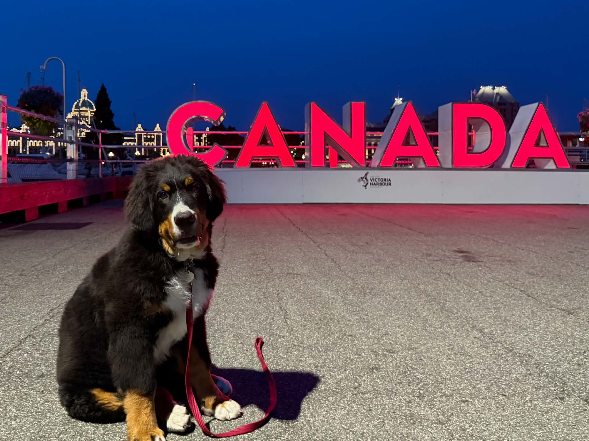 Why Slow Living Is Influencing Pet Owners Across Canada