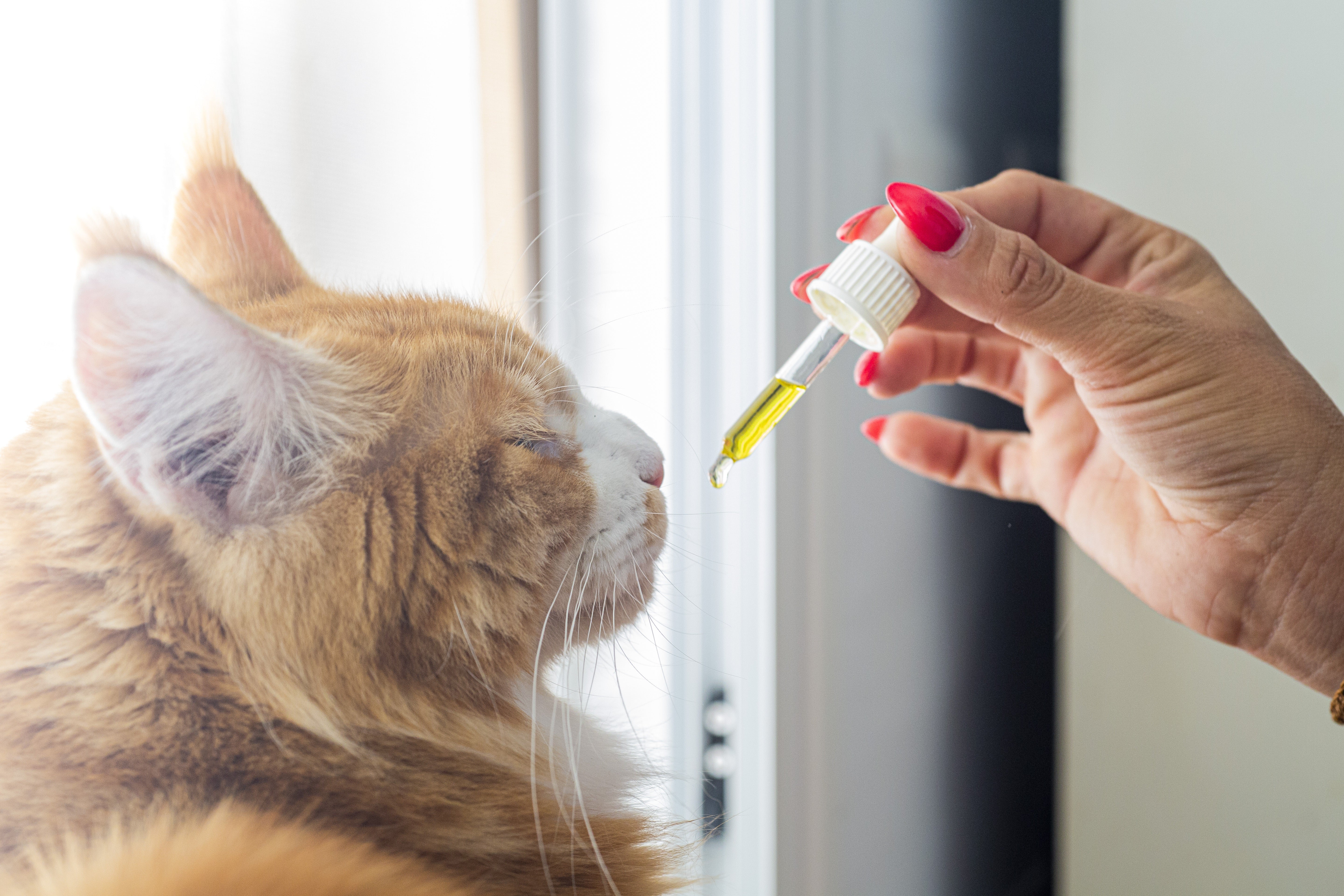 Pet Wellness Trends Taking Over in 2026