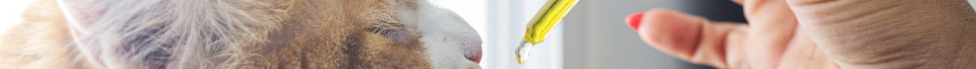 Pet Wellness Trends Taking Over in 2026