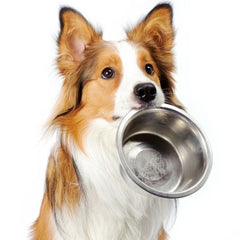 Collection image for: Bowls & Feeders