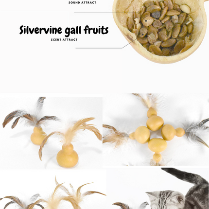 Silvervine Gall Fruit Gourd