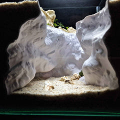 Collection image for: Reptiles
