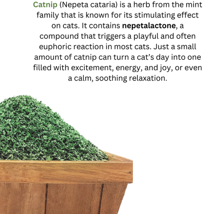 CATWANT Catnip