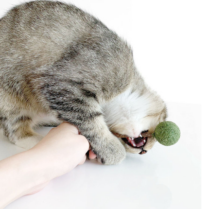 Catnip / Silvervine Lollipop