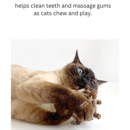Silvervine Twelve Pointed Star