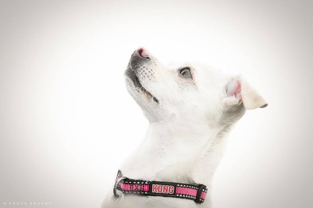 <h2>Happy Pets. Healthier Lives.</h2>