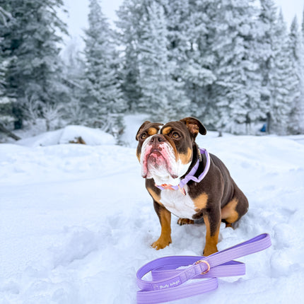 1.5" Tactical Collar with Handle - Lilac