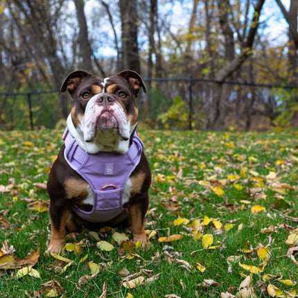Heavy-Duty Everyday Harness - Lilac