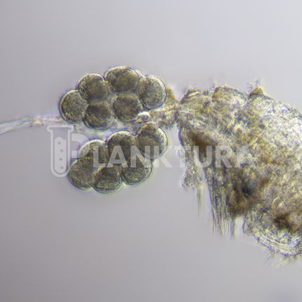 Apocyclops Live Copepods - Reef Pulse