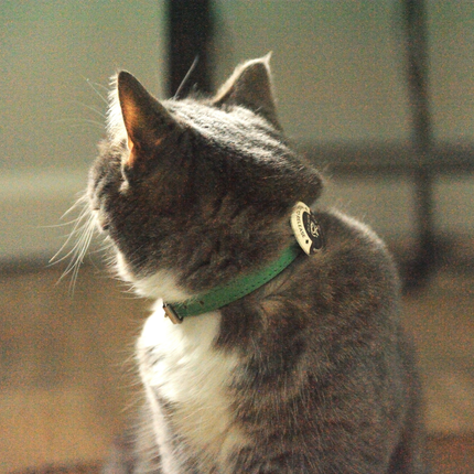 Moricat Purrmone Press Starter Kit — 5 Patches + Magnetic Buckle Collar