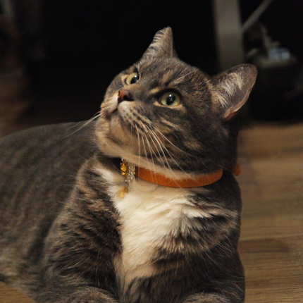 MoriCat Premium Gift Bundle Box with Teardrop Jewel in Citrine on Gold Collar with Golden Bowtie