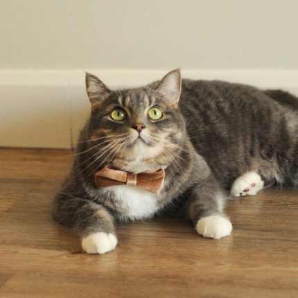 MoriCat Premium Gift Bundle Box with Teardrop Jewel in Crystal on Beige Collar with Golden Bowtie
