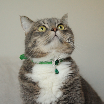 MoriCat Premium Gift Bundle Box with Teardrop Jewel in Emerald on Green Collar with Green Bowtie