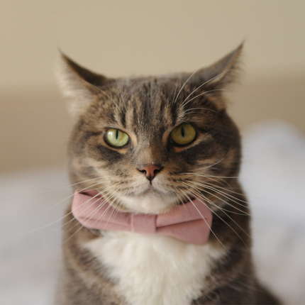 MoriCat Premium Gift Bundle Box with a Rose Halo Jewel
