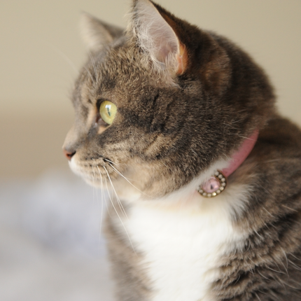 MoriCat Premium Gift Bundle Box with Vintage Bronze Gem in Rose