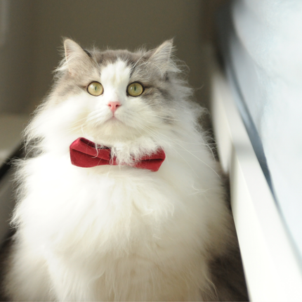 MoriCat Premium Gift Bundle Box with Teardrop Jewel in Ruby on Red Collar with Red Bowtie