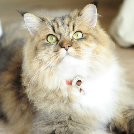 MoriCat Premium Gift Bundle Box with Teardrop Jewel in Ruby on Red Collar with Red Bowtie