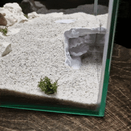Aquarium Cave with Integrated Clam Shell Hide – 3D Printed Rock Texture Decor for Fish Tanks, Aquascapes, and Reptile Terrariums - "Hidden Shell" Model