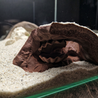 Brown / Large