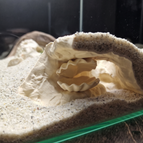 Beige / Large