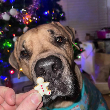 Canadian Dog Advent Calendar 2026