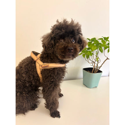 Peach real Leather One-Click Dog Harness