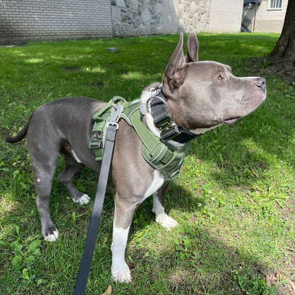 Heavy-Duty Everyday Harness - Cactus Green