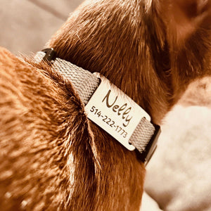 Dogs - Collars, Leashes & Harnesses