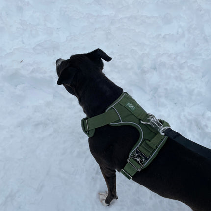 Heavy-Duty Everyday Harness - Cactus Green