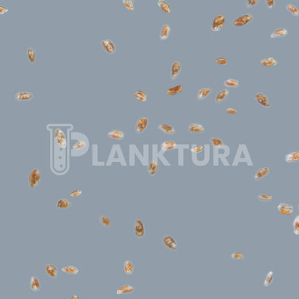 Rhodomonas Live Phytoplankton - Coral Shots