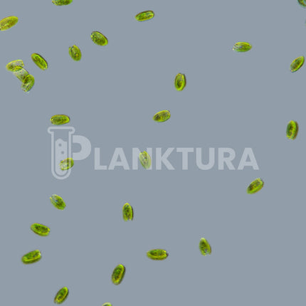 Tetraselmis Live Phytoplankton - Coral Shots