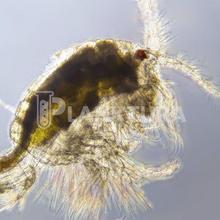 Tigriopus Live Copepods - Reef Pulse