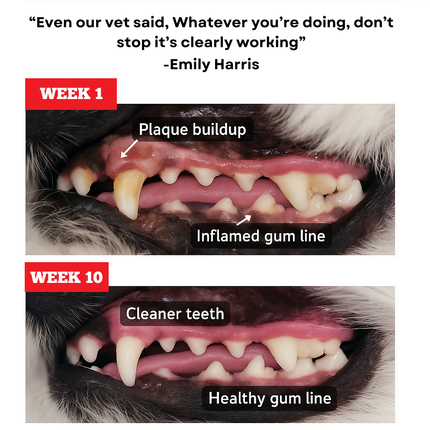Himalayan Yak Chew Flavour Pack