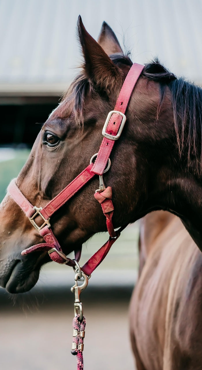 <h2>Horse</h2>