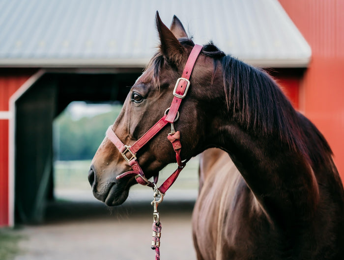 <h2>Horse</h2>