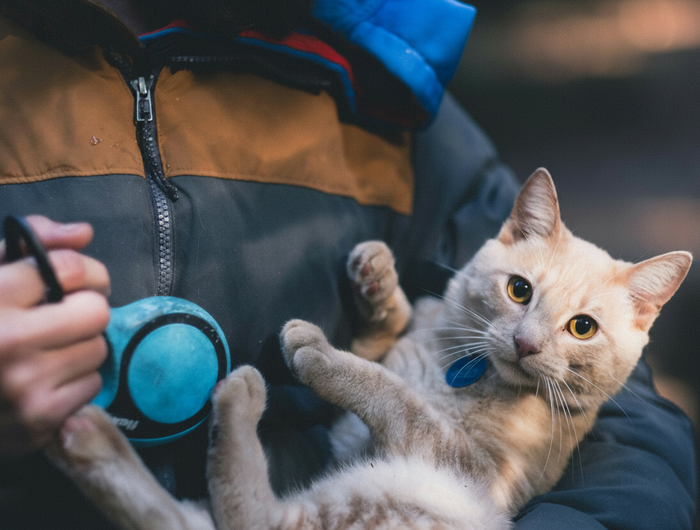 Cat photo with logo removed