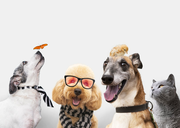 Banner image for: <h3>Feeding & Nutrition</h3>