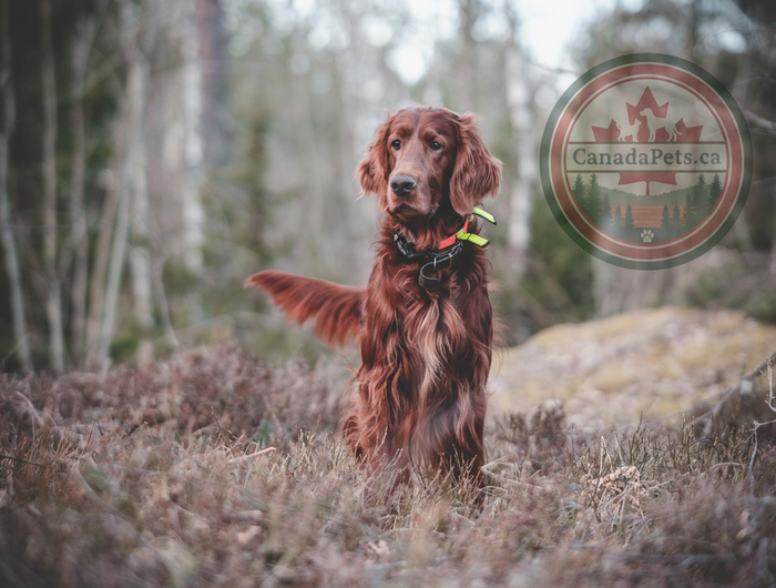 Dog with transparent logo
