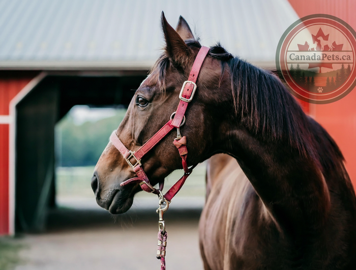 Horse Hero - Perfect Middle Size