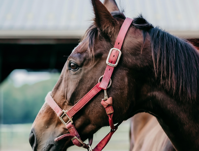 Horse Portrait