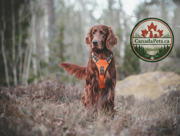 Irish Setter - logo at shoulder height