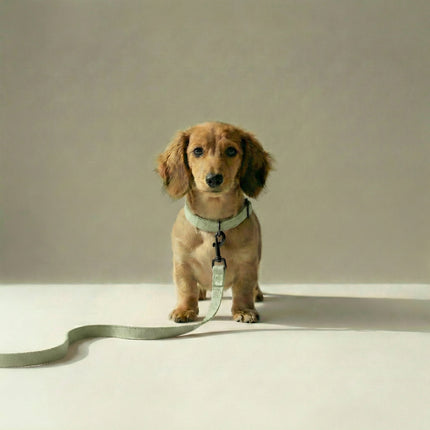 Tweed Leash