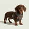 Collars, Leashes & Harnesses