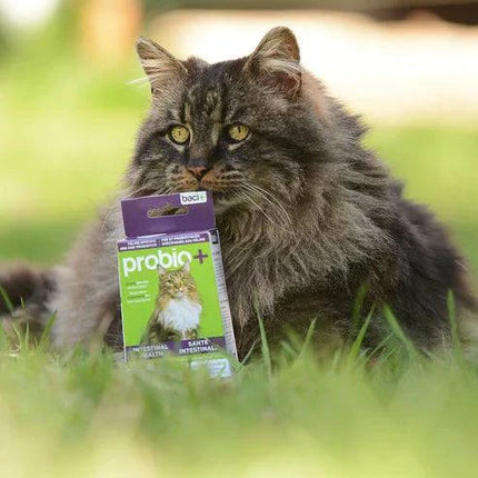 Probio+ – Natural Pre & Probiotics for Cats & Kittens