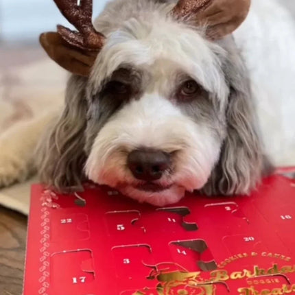 Canadian Dog Advent Calendar 2026