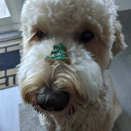Canadian Dog Advent Calendar 2026