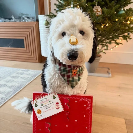 Canadian Dog Advent Calendar 2026