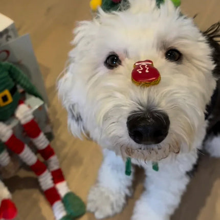 Canadian Dog Advent Calendar 2026