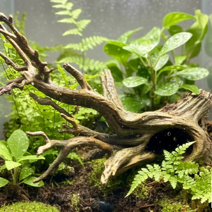 Aquarium Driftwood Decor - Freshwater Fish Tank Decor & Reptile Terrarium Accessories - "Driftwood Hideout" Model